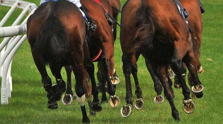 Matching Horseshoes to Your Horse's Activity